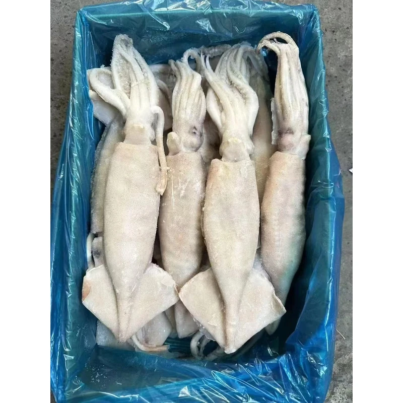 阿根廷大鱿鱼 冷水鱿鱼 单条包装  速冻锁鲜