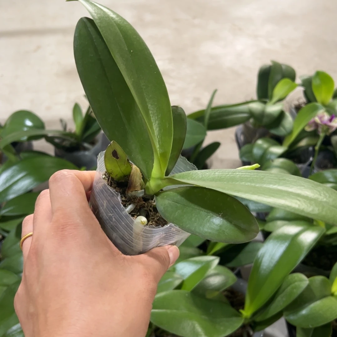 当前无花栽培后可以开花海绵宝宝带剑，请凑单