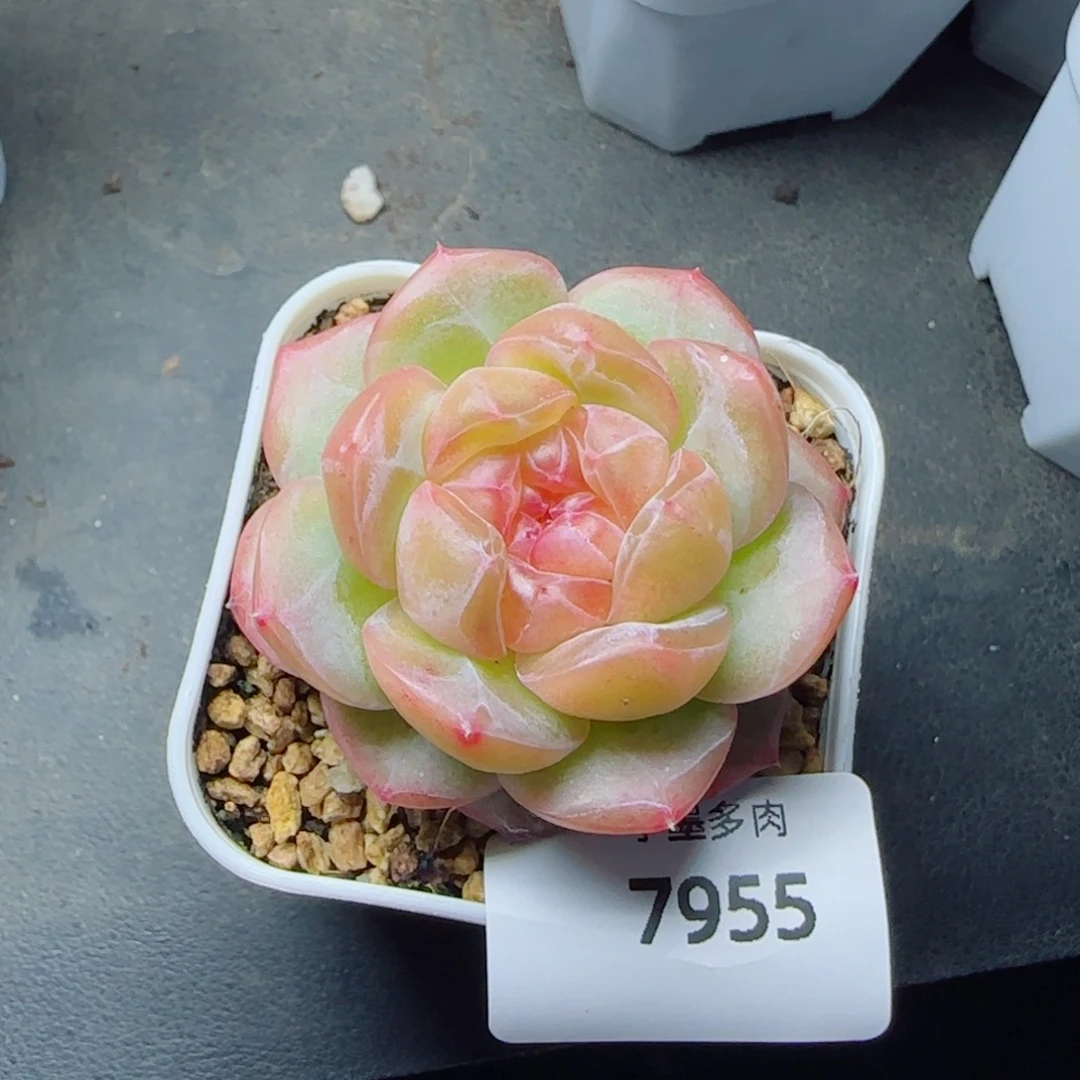 栀子花，7955多肉植物