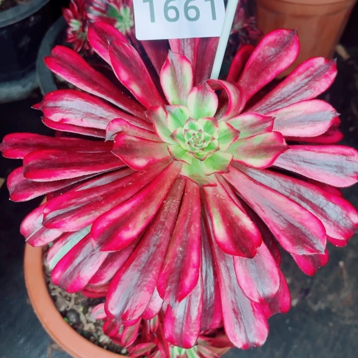 火焰精灵特价不售后多肉