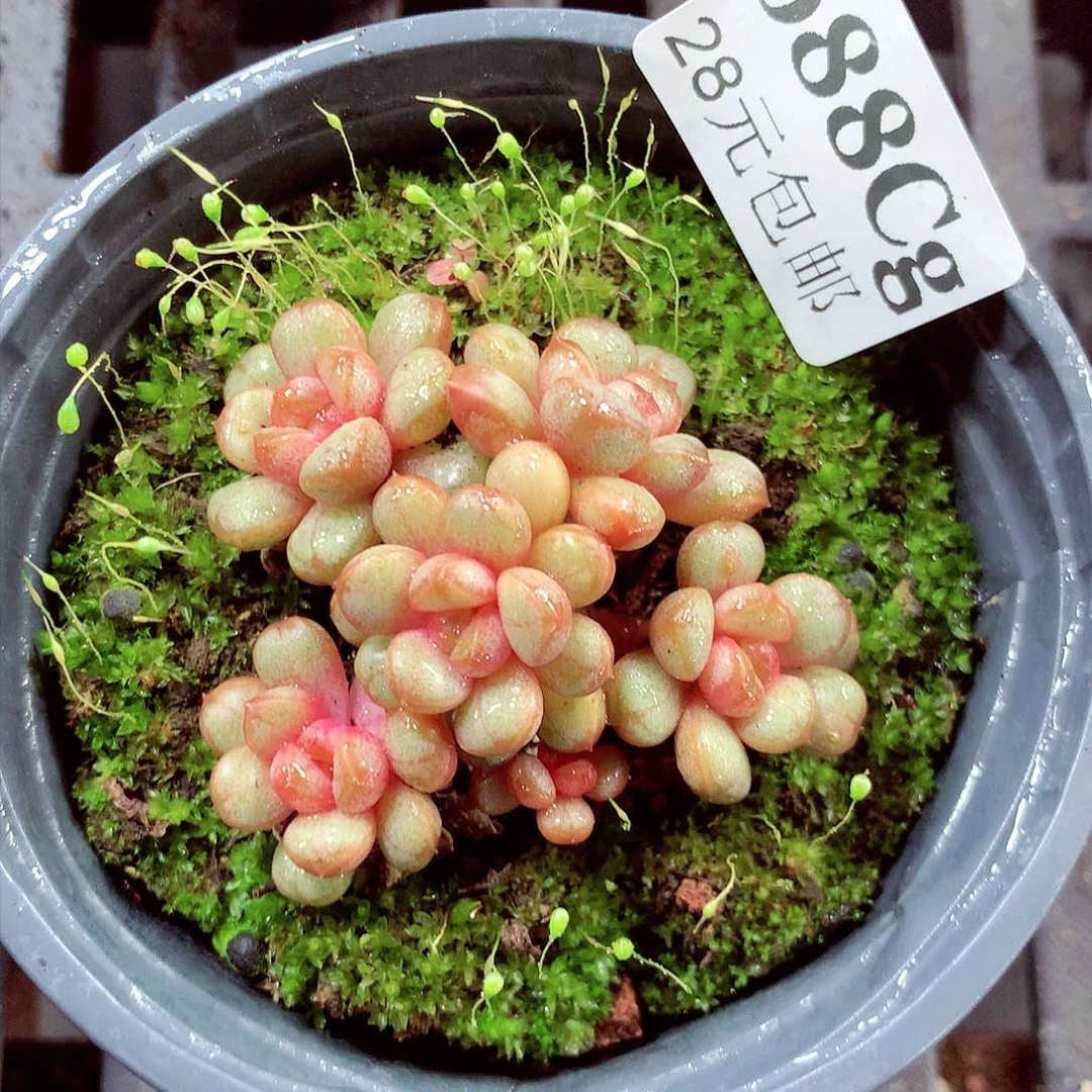 5厘米盆精控多肉088