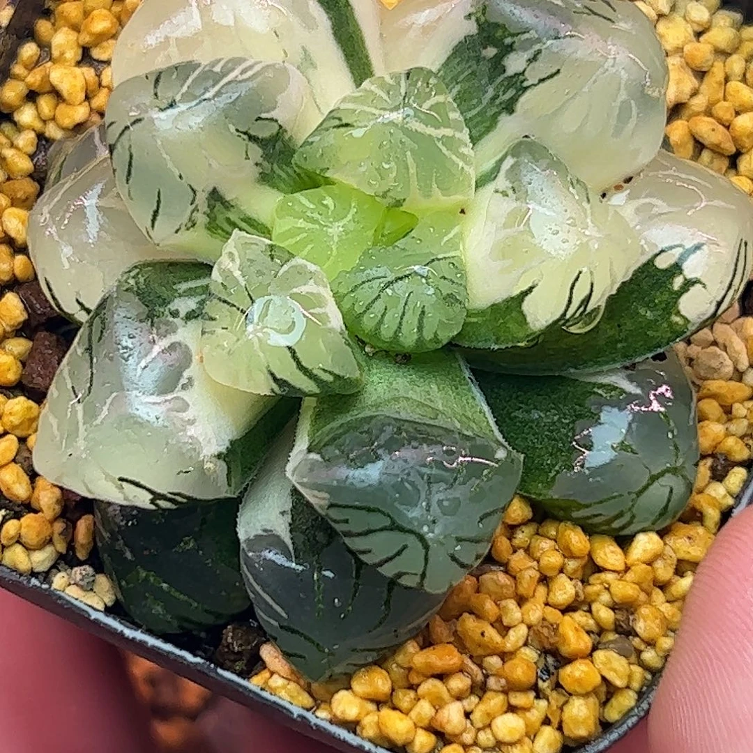 龙珠六公分十二卷多肉植物