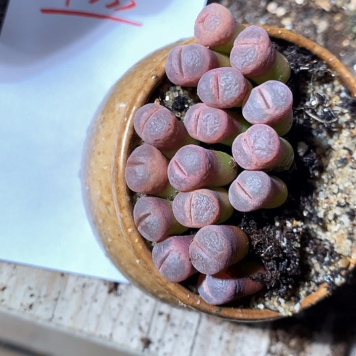 14333。  c10风铃一颗。