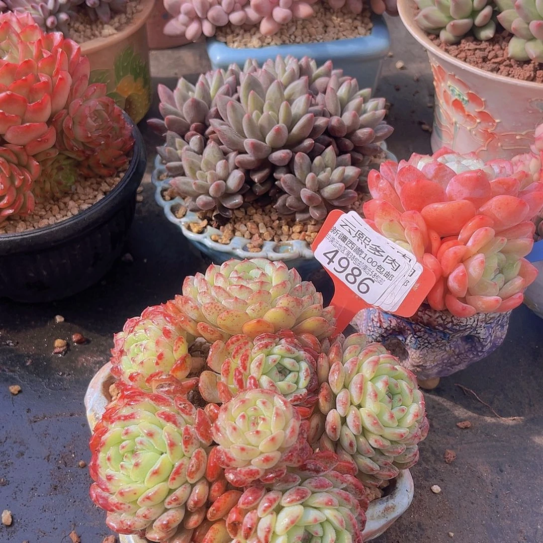 4986白胖子多肉植物