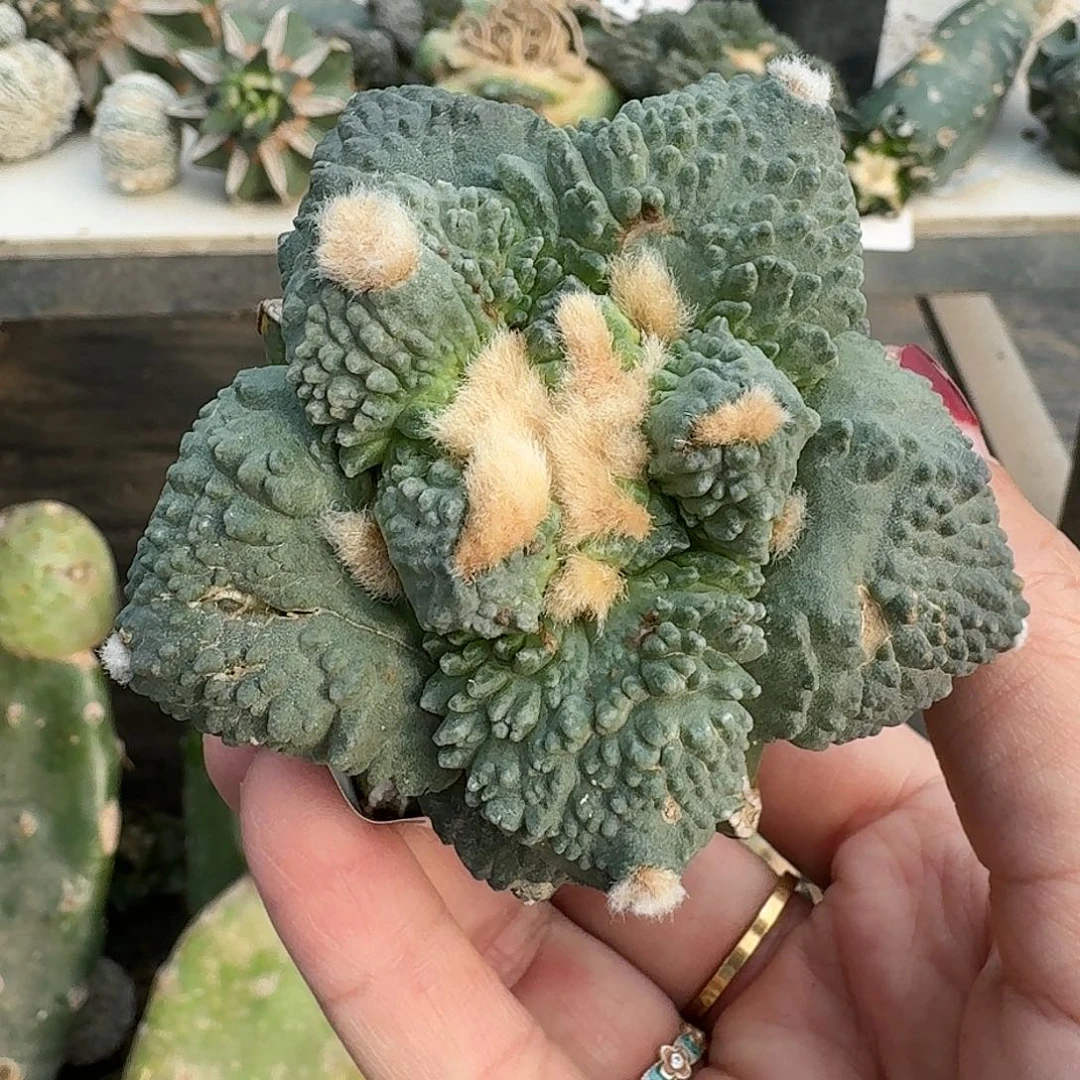 全部花朵大尤怒涛牡丹228