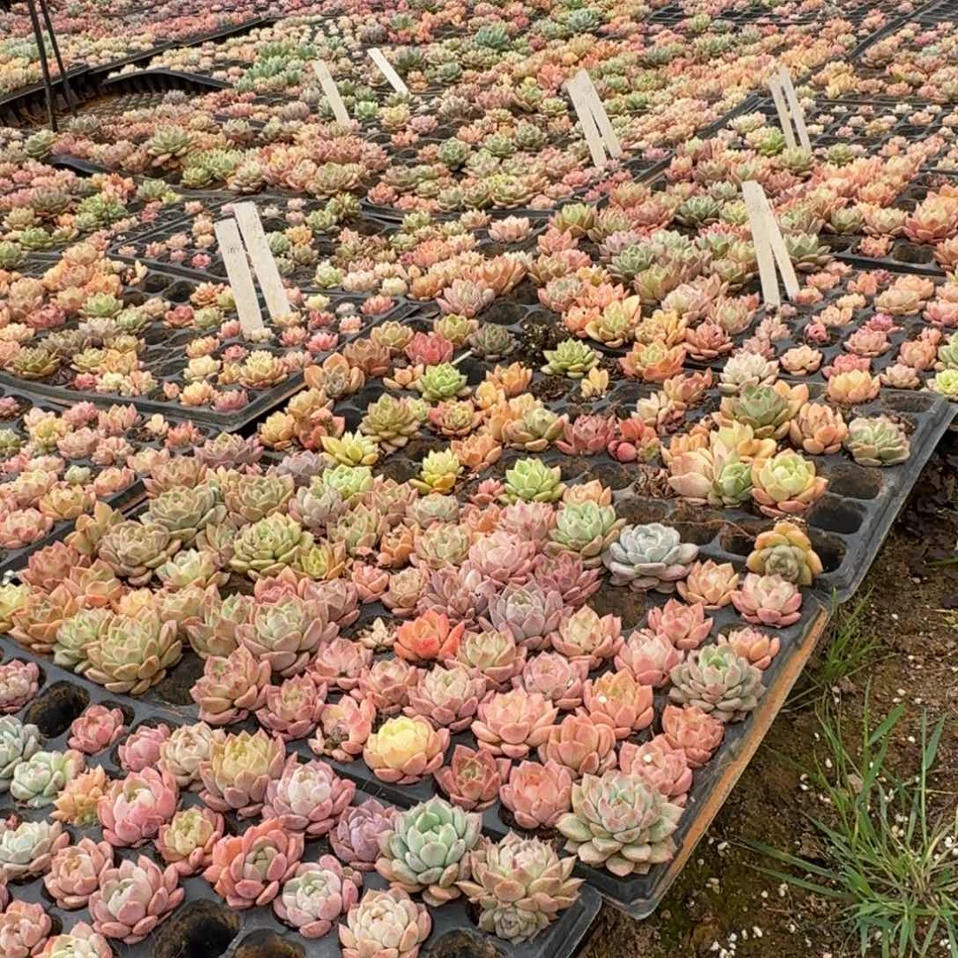 5-42蓝丝绒两颗脱土量拍发货