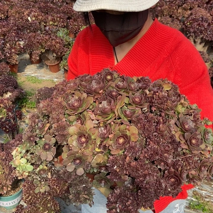 324万缀化朵朵老桩朵朵