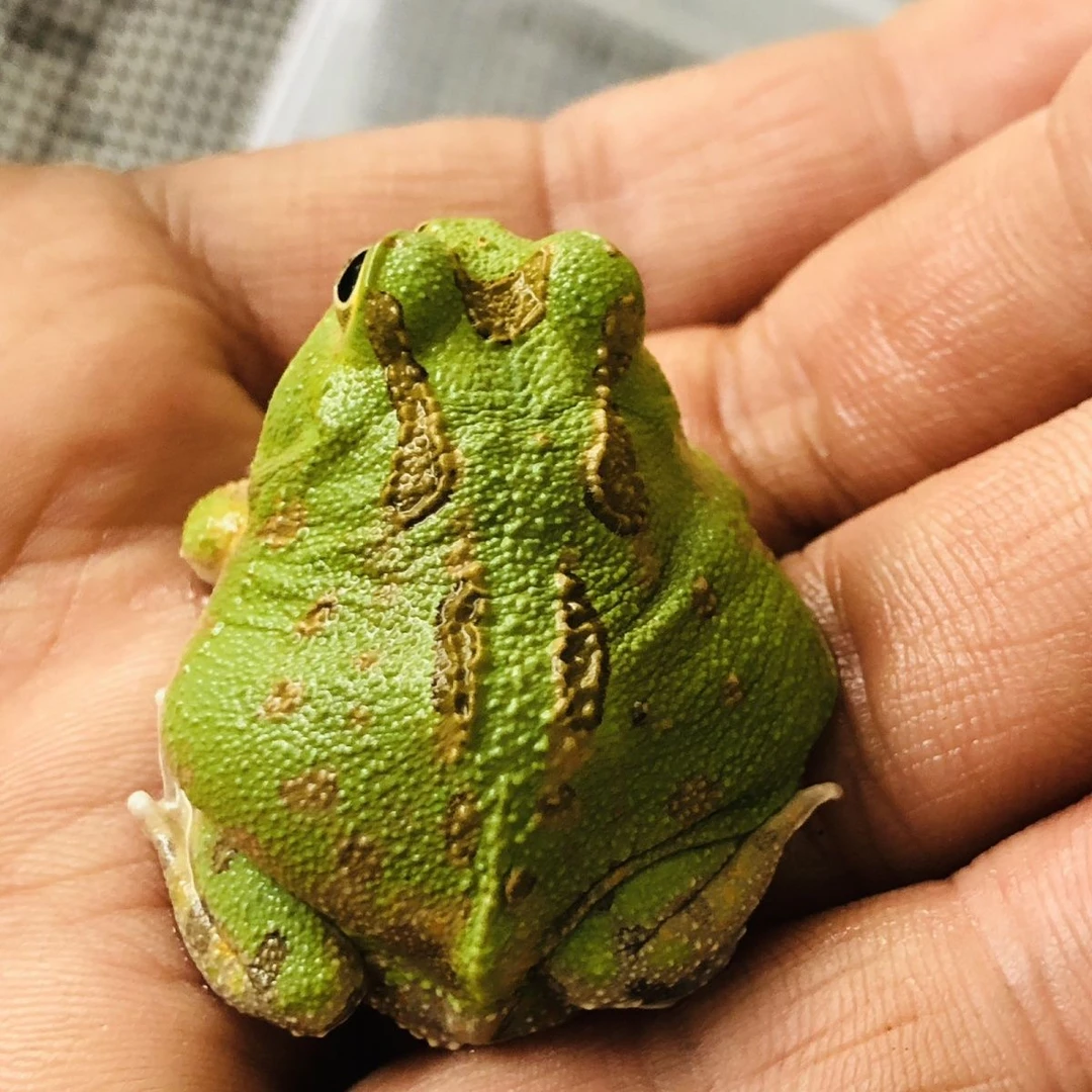 波子角蛙角蛙波子角蛙萌宠角蛙可爱角蛙