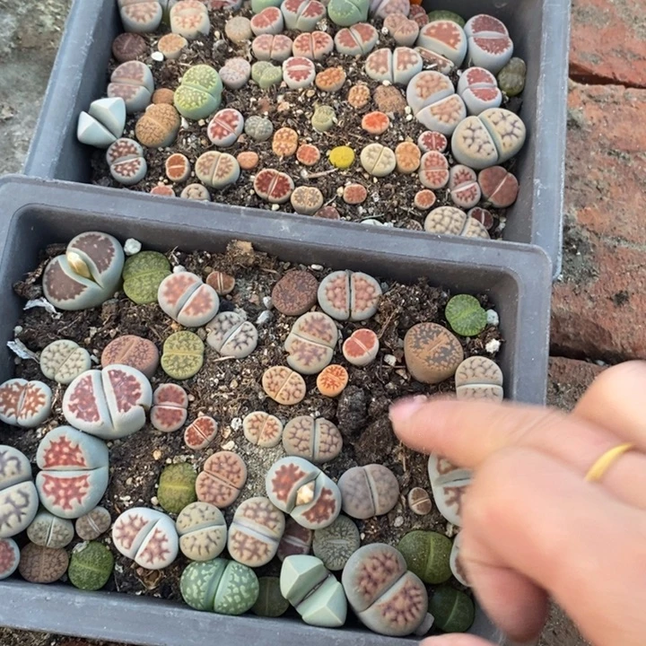 雨***柔生石花等植物的生长585