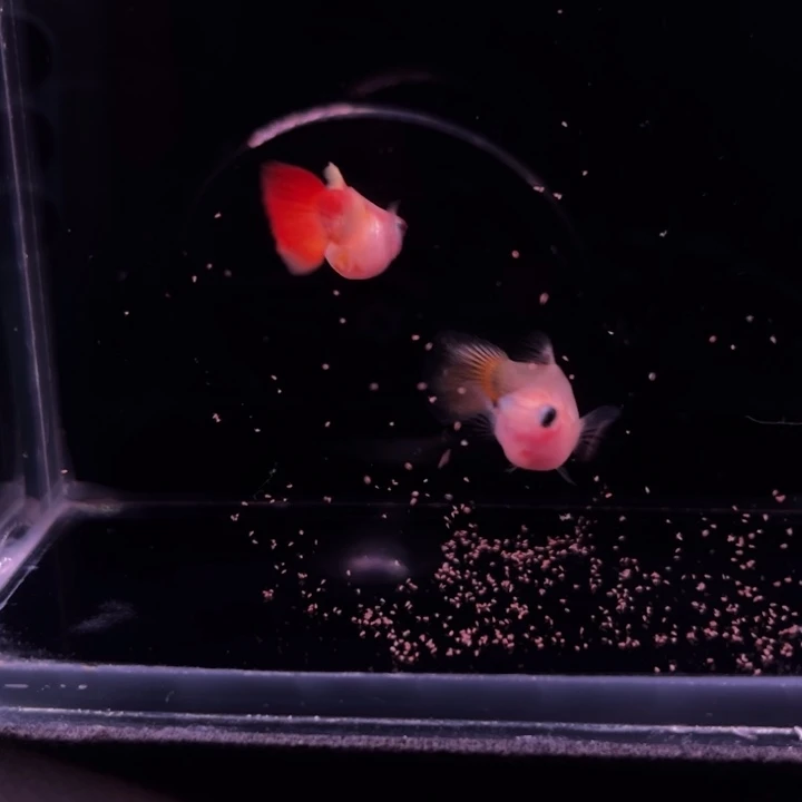 孔雀鱼红头日落1对