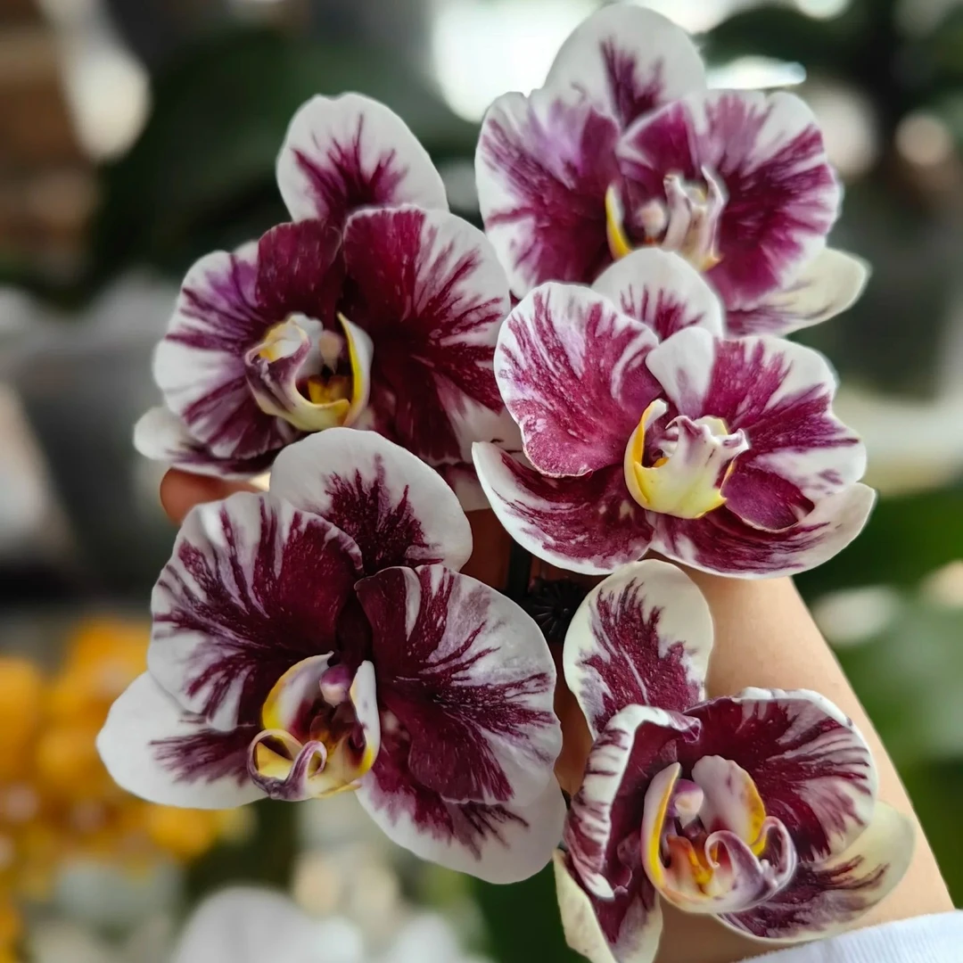 1.7寸不带花剑小宝宝苗《雅风巫毒娃娃》嫌小勿拍蝴蝶兰花苗