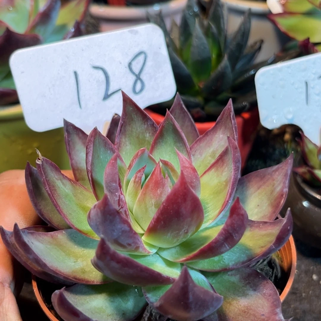 惊鸿一瞥多肉植物128