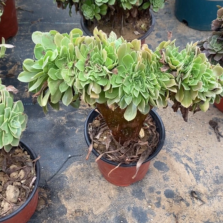 玫瑰缀多肉植物037
