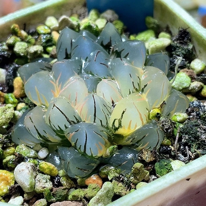 671水中月锦特选福利
