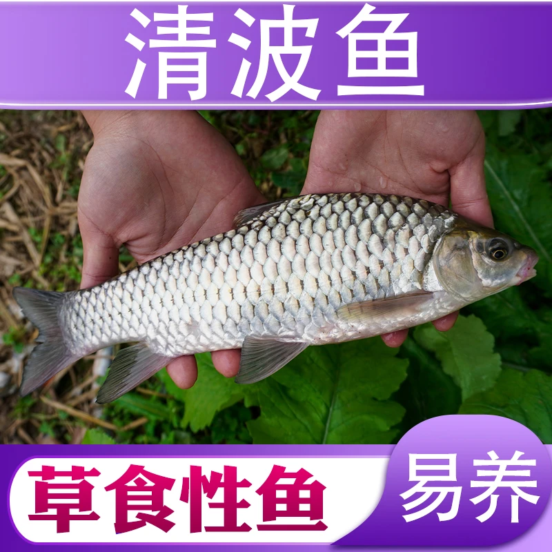 清波小鱼四川发货淡水养殖食用观赏均可