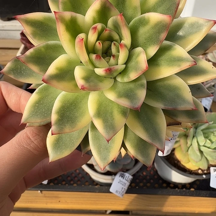 啊斯娜锦1111121-125