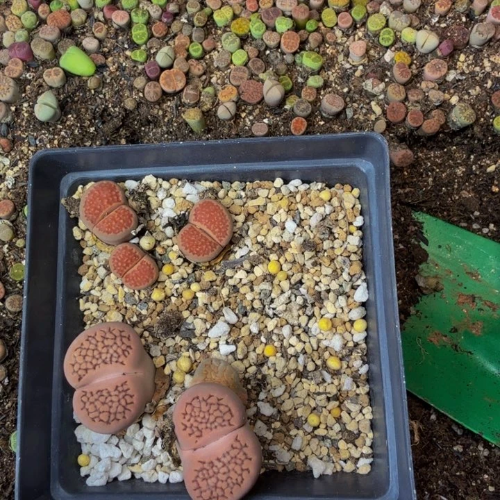 Z****N多肉植物的生长发育和生长422