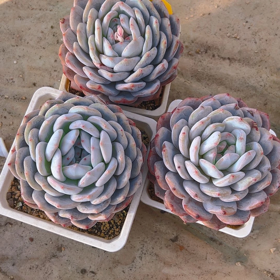 学***?橙梦露三颗454号一物一拍