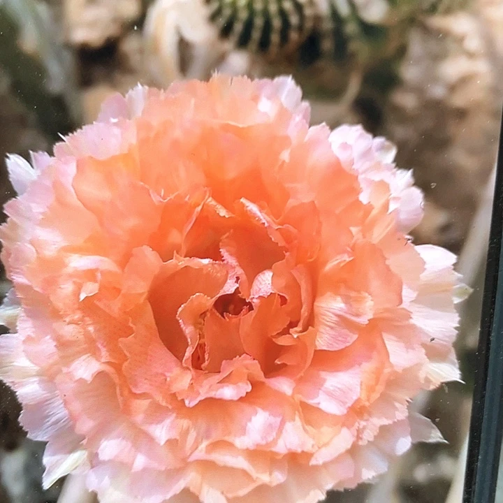 初见侧芽2公分左右满18包邮