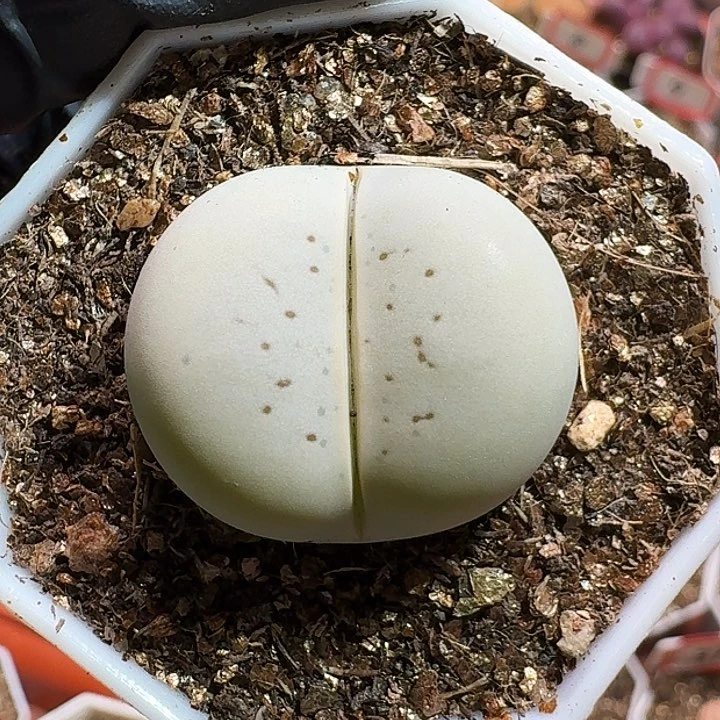 S****o生石花11111111。   192