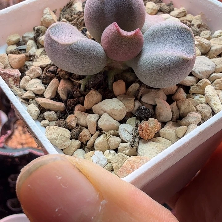 水蜜桃的味道真的很好闻啊