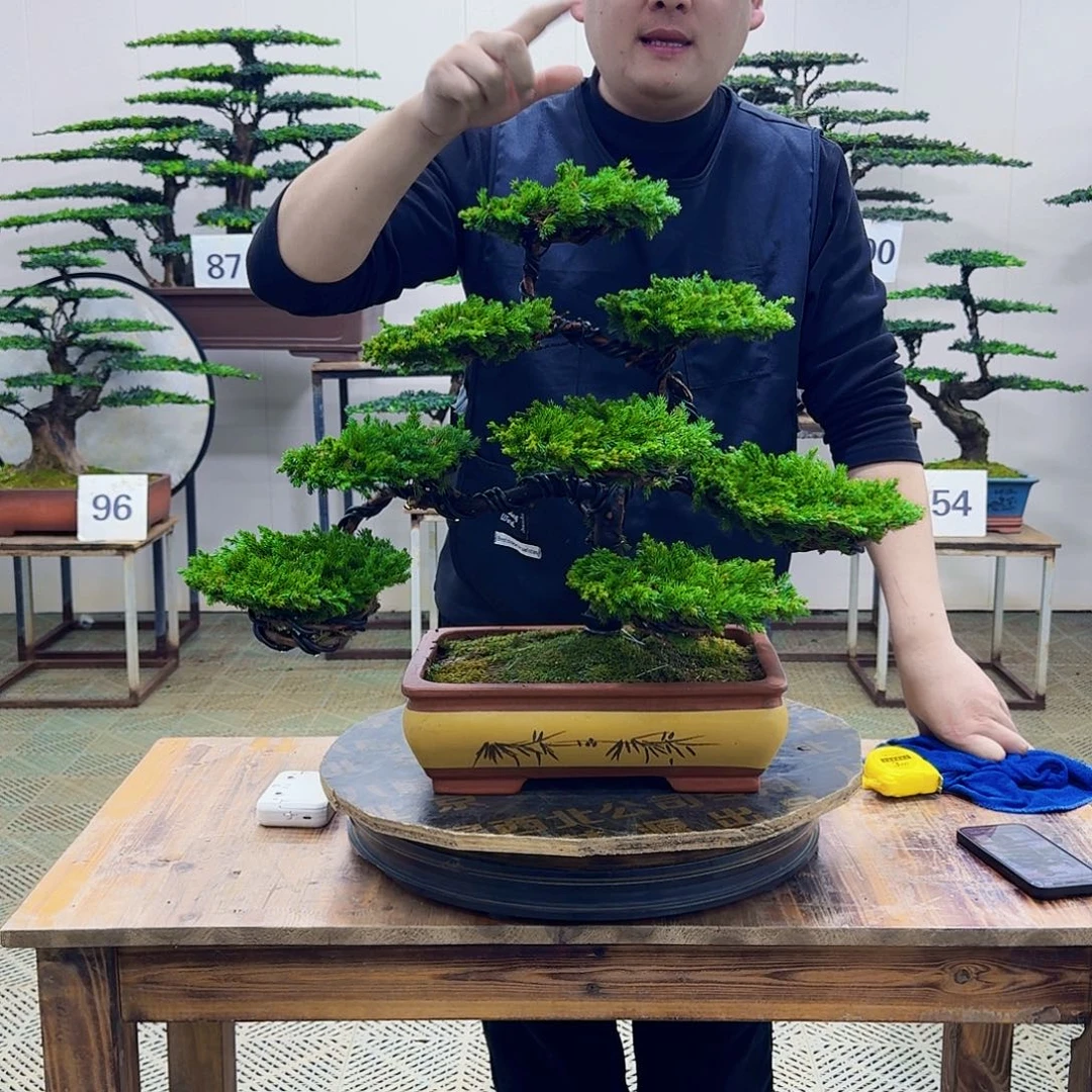 无花朵柏树造型盆景