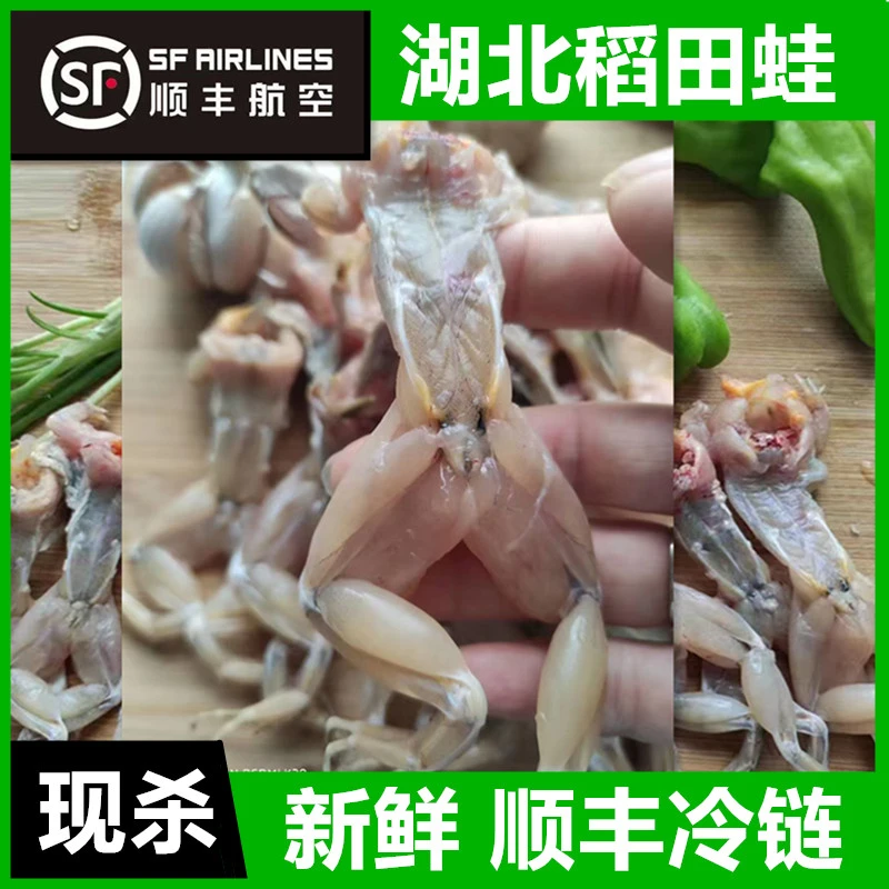 【顺丰空运】稻田生态养殖青蛙活体现杀青蛙肉鲜嫩田鸡新鲜非牛蛙