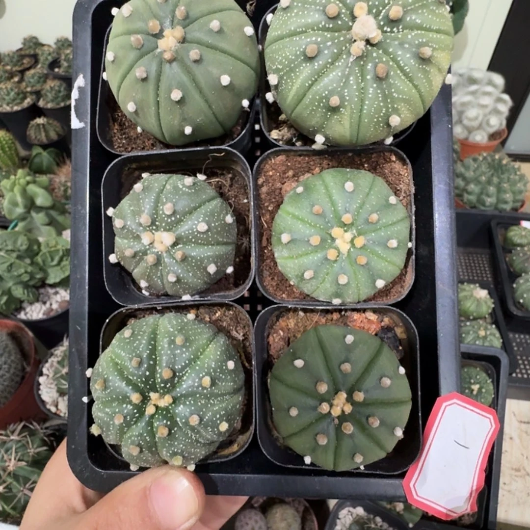 1 号六颗实生兜包邮