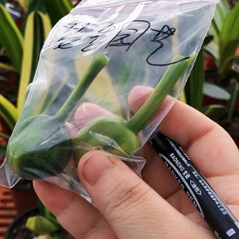 【闪购商品】花**艺