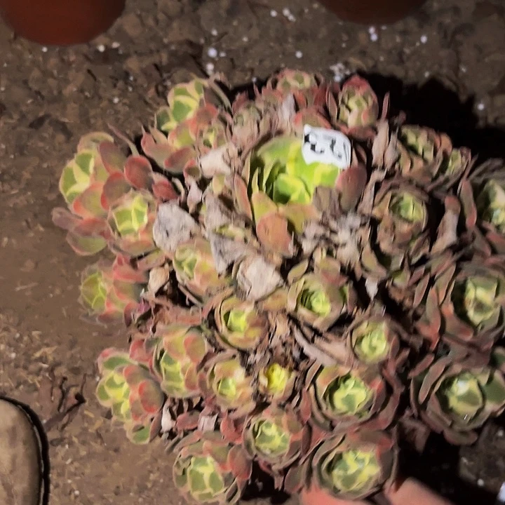 023妖月多肉植物不售后