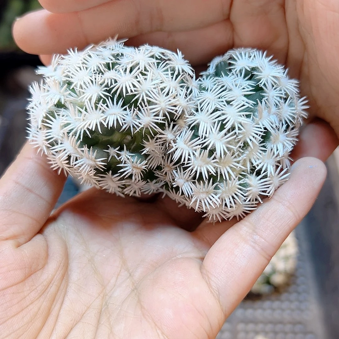 孤月丸7公分无根1颗