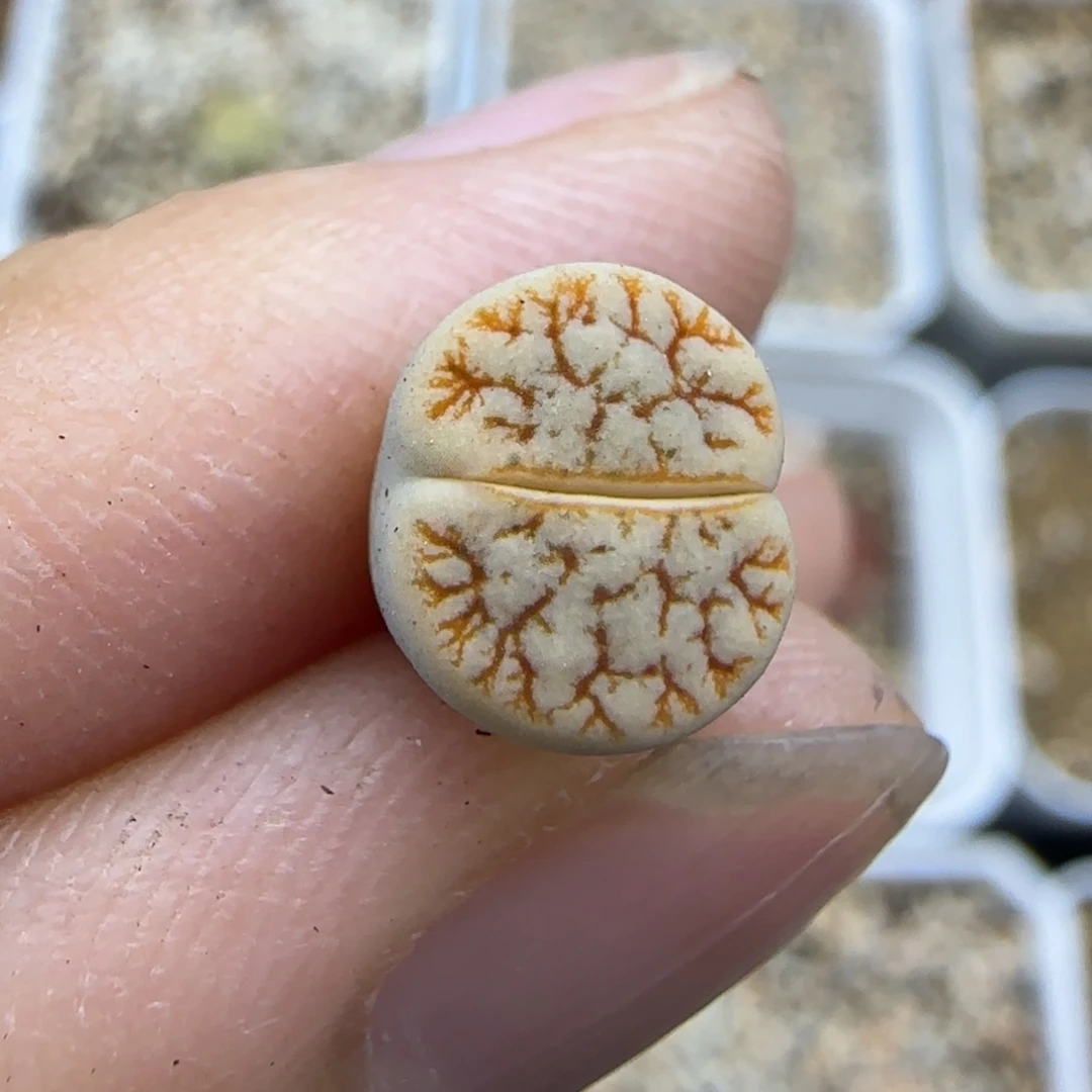 142 生石花大棚直播