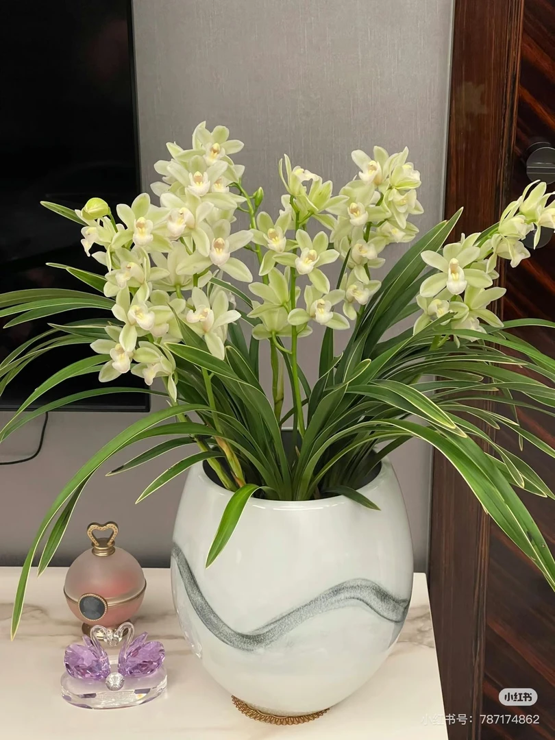 【新疆包邮】名花白玉香兰满屋飘香