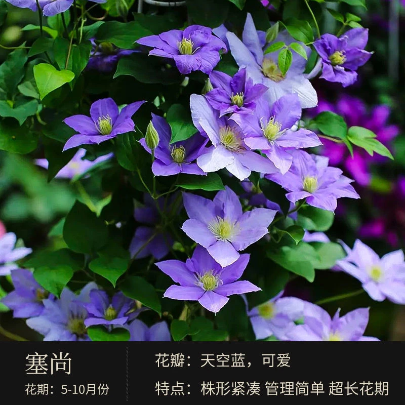 塞尚 大道系列铁线莲大花庭院阳台植物观花盆栽