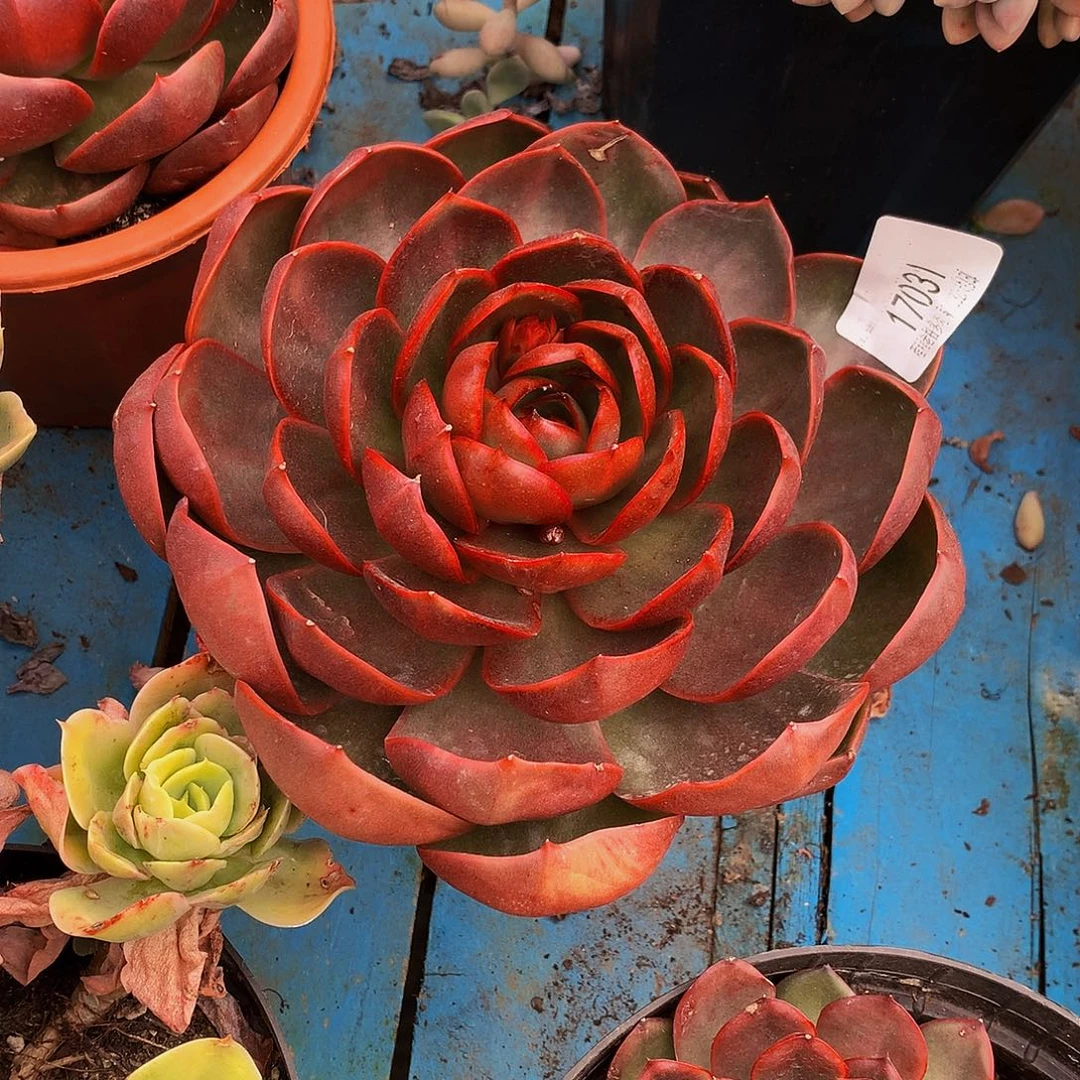 用***5红灯17031多肉多肉