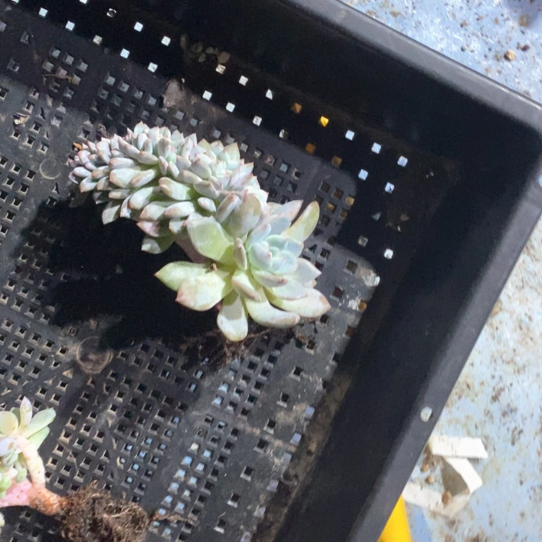 杨****4865968896688654998633