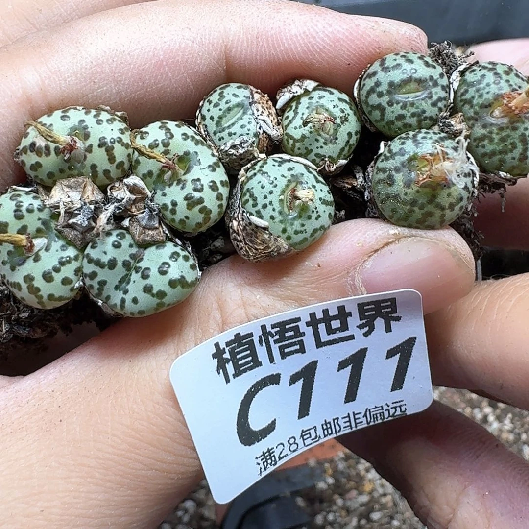 多肉植物的人生fgb