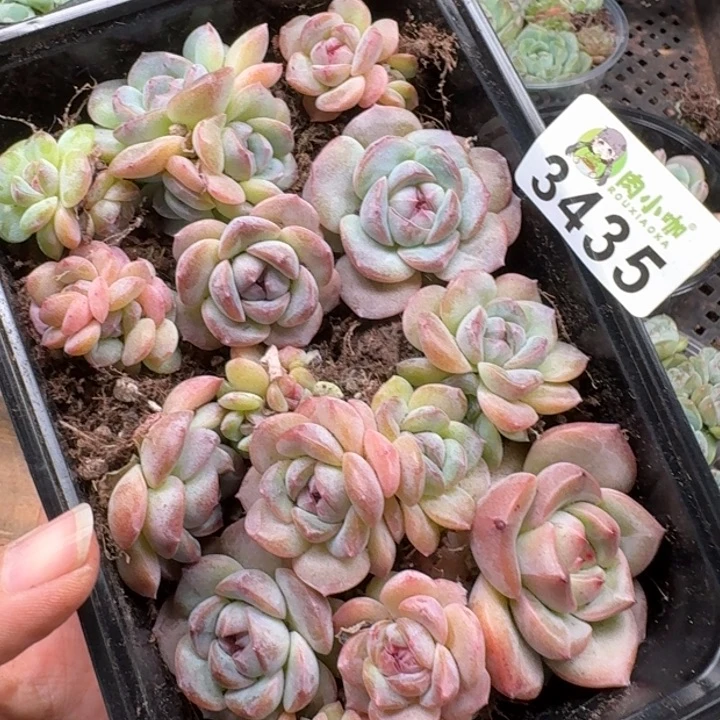 多肉植物多肉植物