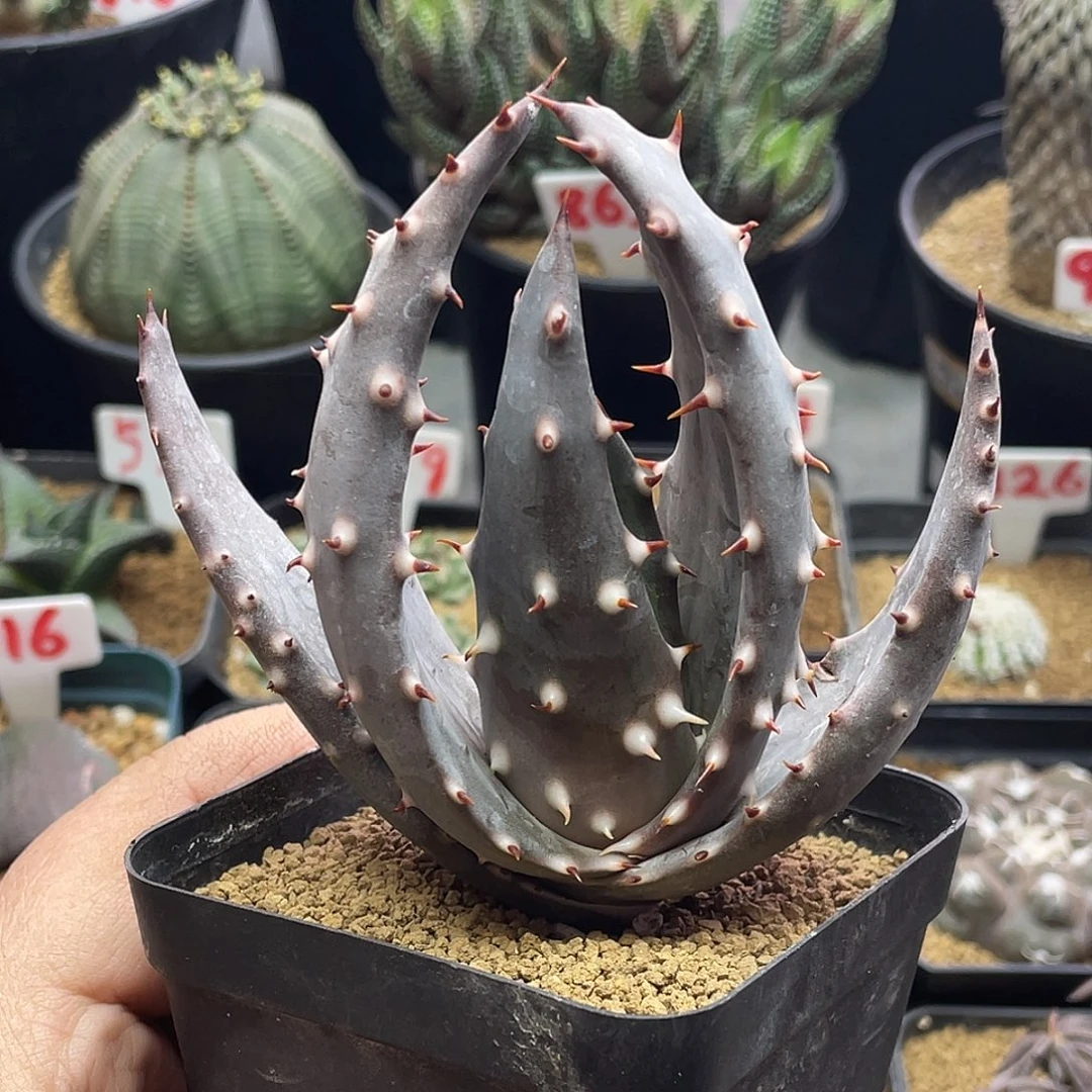 实生强刺王刺锦芦荟