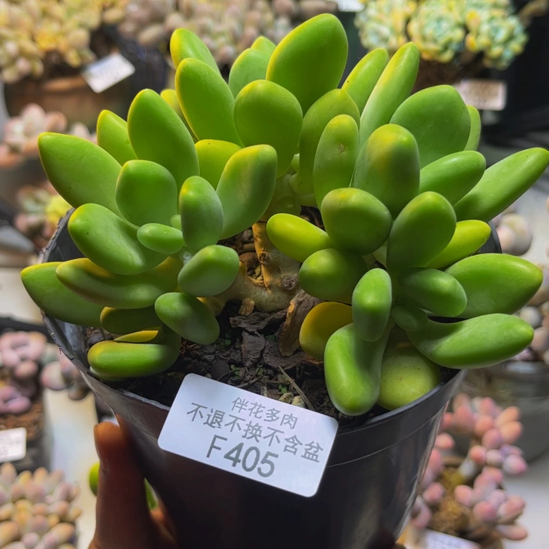 金黄版本芒果奶405/11cm多肉