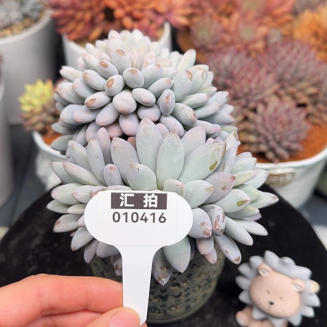 精品多肉植物010416