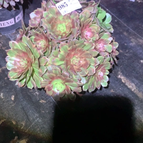 多肉植物红丝绒985