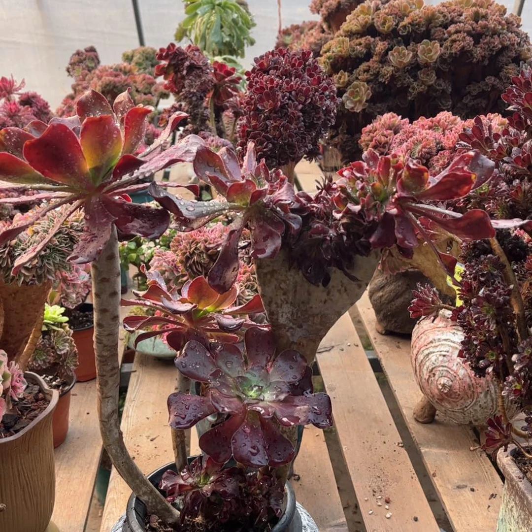 巫毒精品福利活动