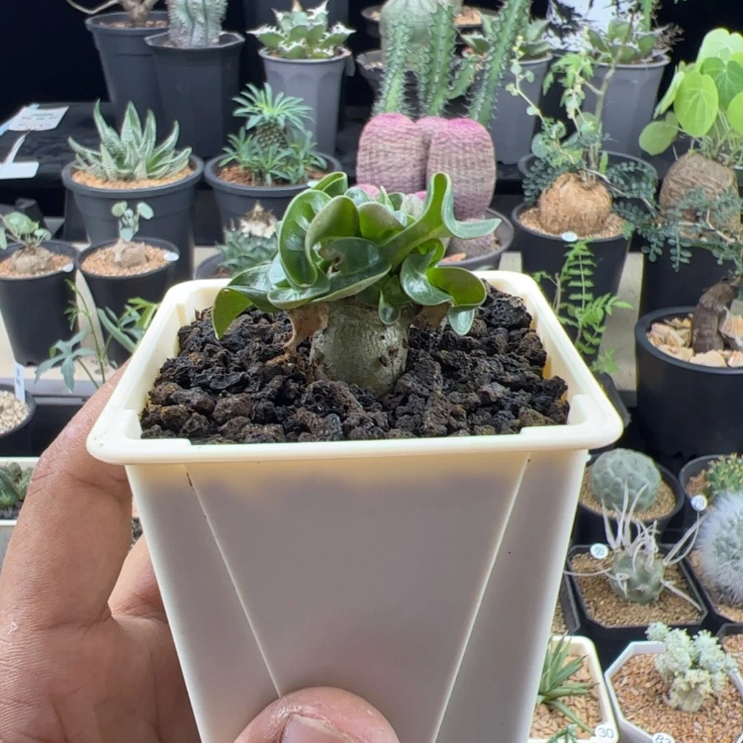 卡汉羊角一物一拍带盆发