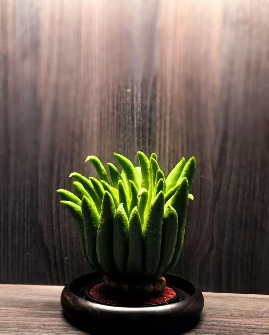 【精品佛手柑一物一拍】新鲜佛手柑可观赏有天然清香-1