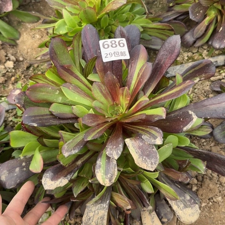 欧诺拉……多肉植物……