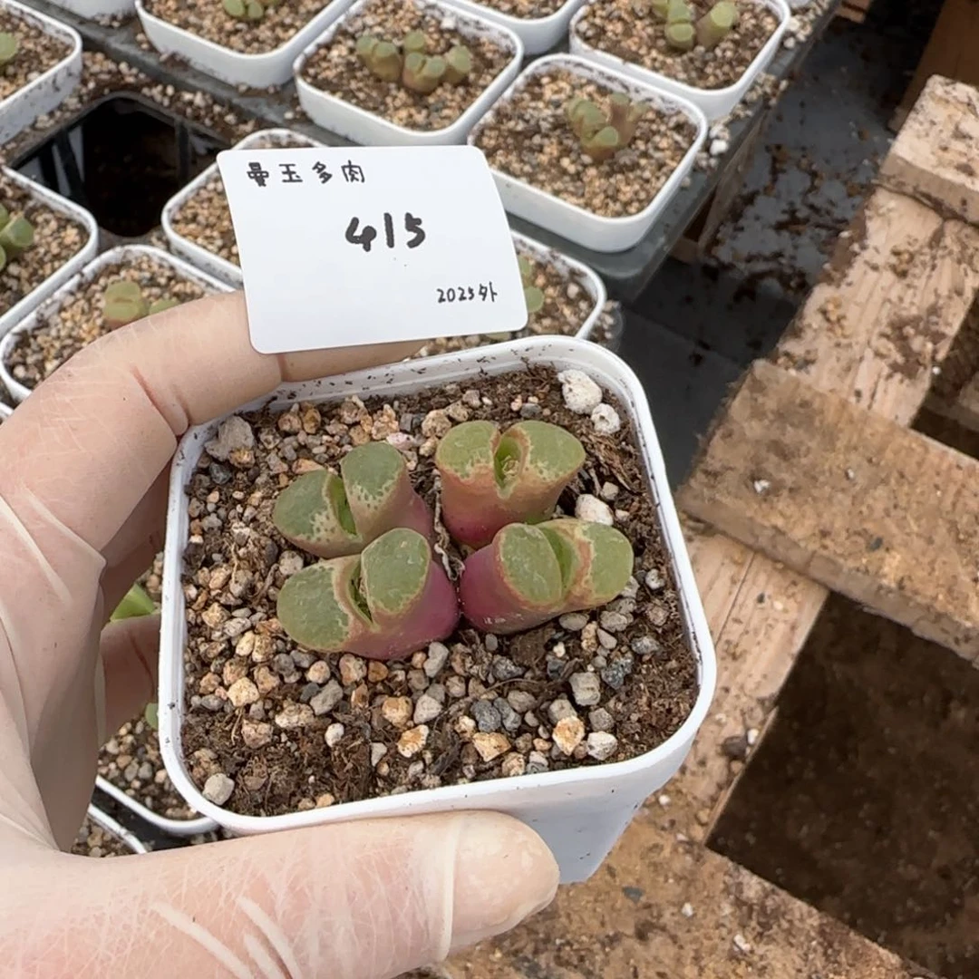 麦多肉多肉多肉2025-415