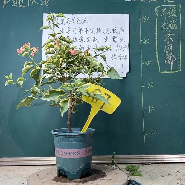 完全开放 马斯  87