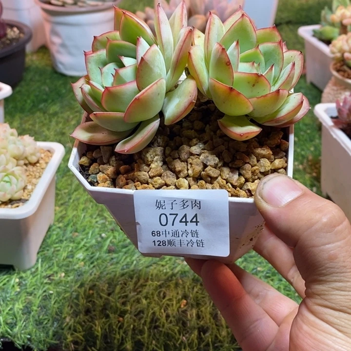0744啊啊啊啊啊啊啊