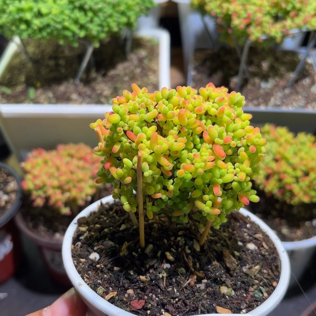 枝干番杏金桔糖球727